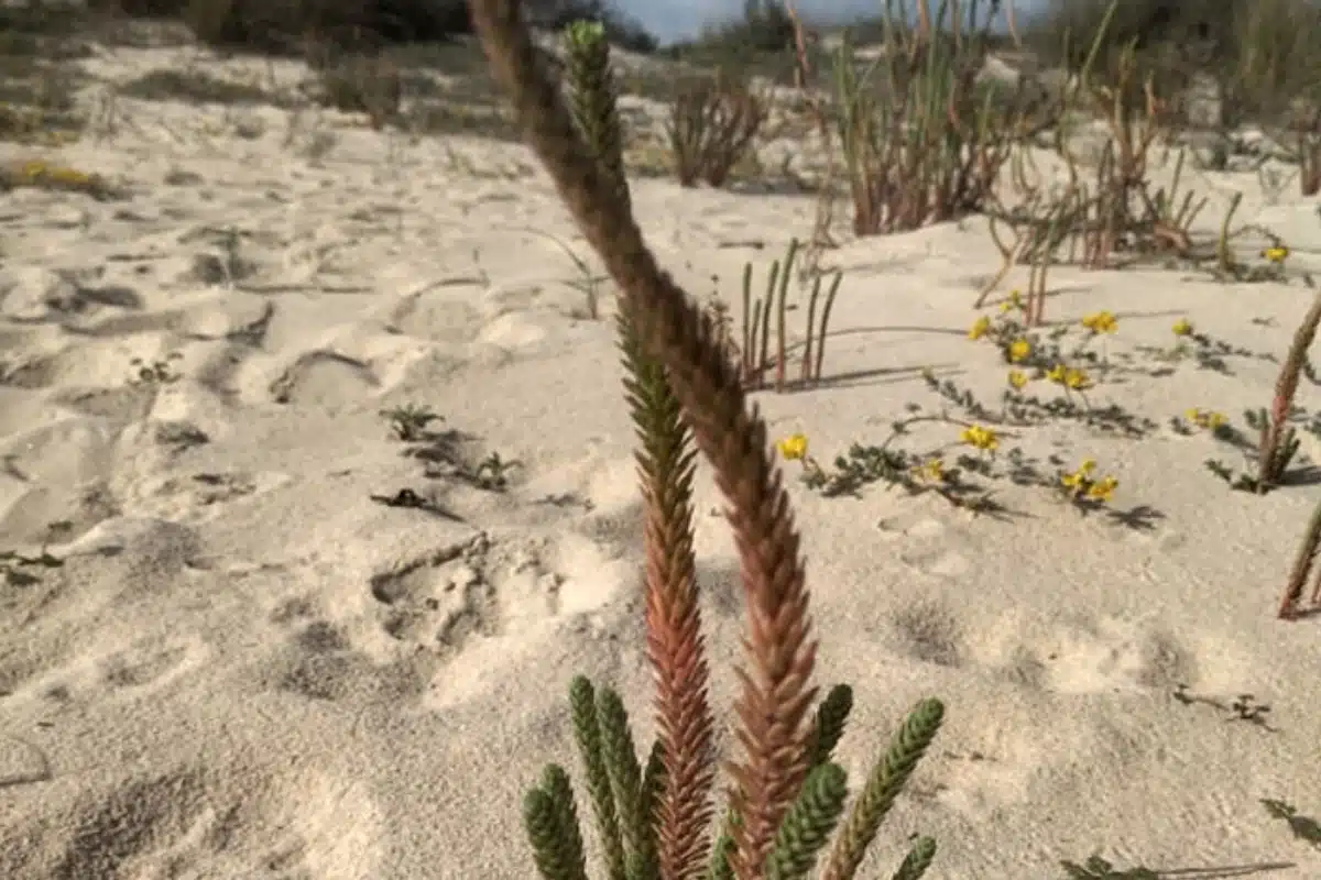 Dunas de Cacela