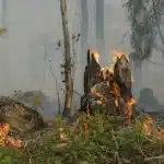 20220630 02 incendios rurais