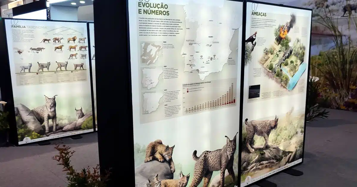 exposição lince ibérico sevilha