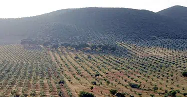 Olival extenso em paisagem montanhosa.