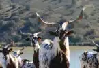 Cabras junto a lago, montanhas ao fundo. Cabra algarvia.