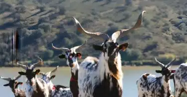 Cabras junto a lago, montanhas ao fundo. Cabra algarvia.