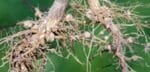 nodules of soybean roots. atmospheric nitrogen fixing bacteria live inside