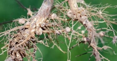 nodules of soybean roots. atmospheric nitrogen fixing bacteria live inside