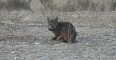 Lince ibérico ilegalmente abatido