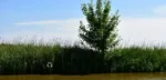 a body of water surrounded by tall grass